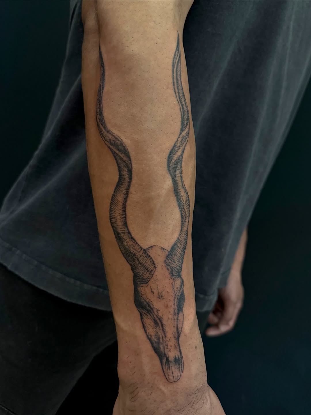 kudu and horn dotwork style tattoo by Lauren Kerr