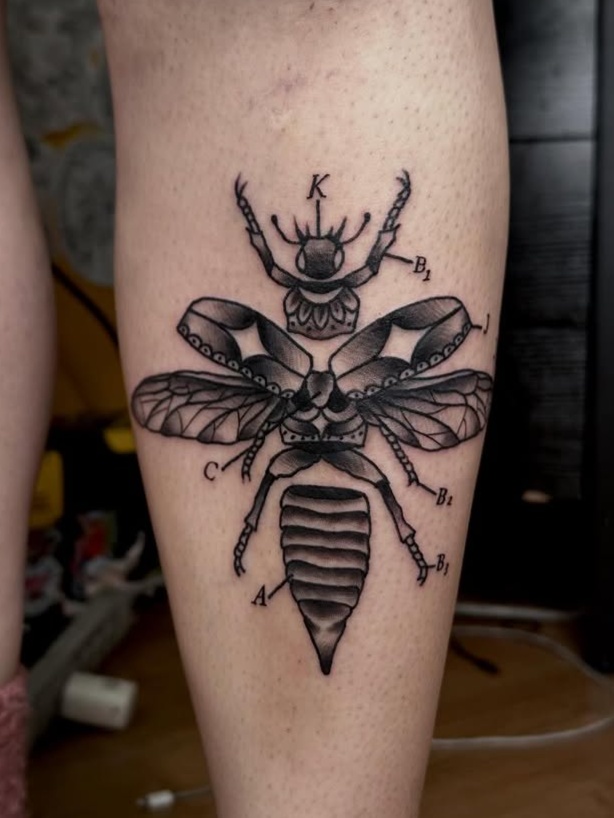 Anatomical insect creature